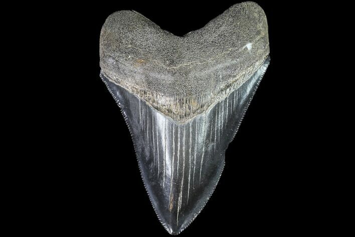 Serrated, Fossil Megalodon Tooth - Georgia #88672